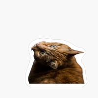 Valentine Cat Lovers Best Design 2022