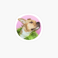 Doggo X Funny Dog X Animals