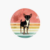 Vintage Chihuahua Dog