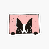 Boston Terrier Peeking