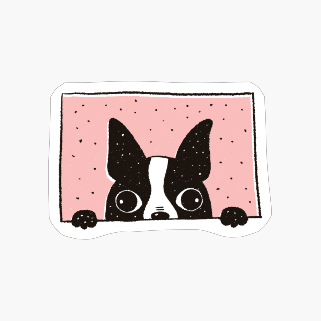 Boston Terrier Peeking