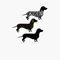 Dachshund