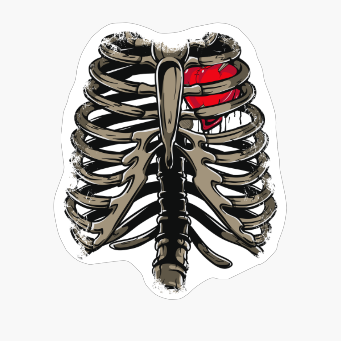 Rib Cage & Heart