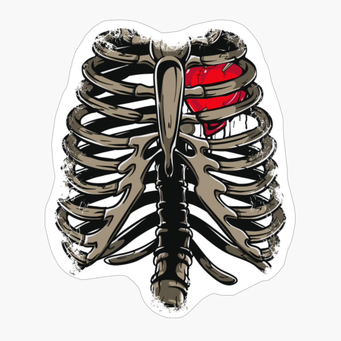 Rib Cage & Heart