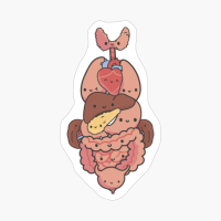 EDUCATIONAL ILLUSTRATION OF HUMAN ANATOMY