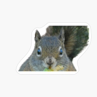 Grey Squirrel Face