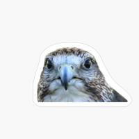 Red-tailed Hawk Face