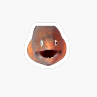 Moray Eel Face Closeup