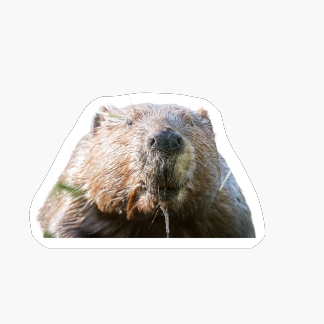 Wet Beaver Face