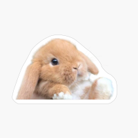 Bnuuy,Bnuuy Meme, Bunny Meme, Bnuuy