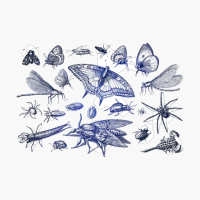 Milky Way Photo Of A Space Night Displaying Nebula Along Butterfly Butterflies Moth Bug Along The Galaxy AstronomyCopy Of Grey Design