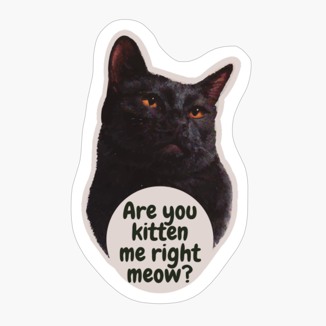 Are You Kitten Me Right Meow?