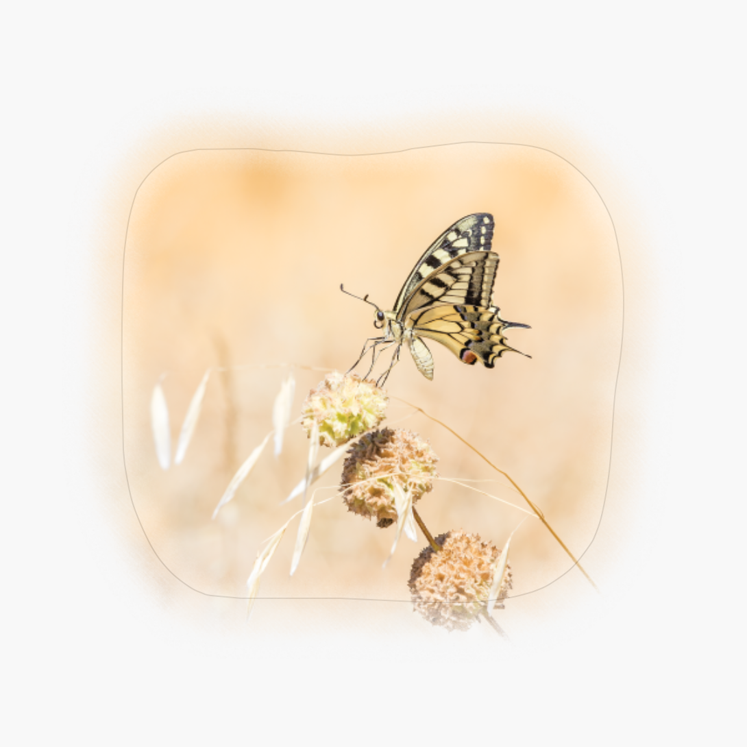 Fragile Beauty Of Swallowtail Butterfly