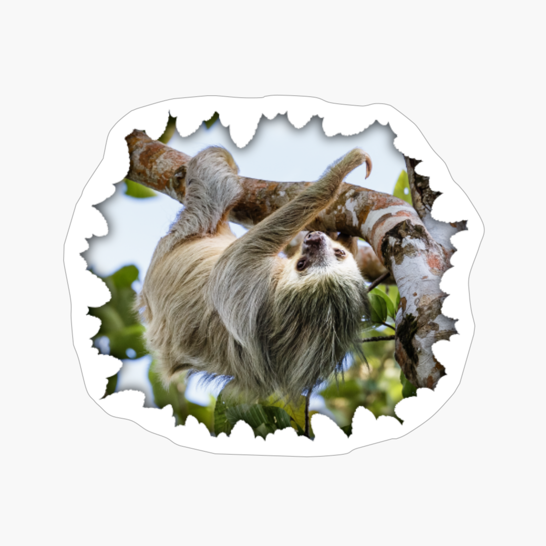 Two-toed Sloth Hanging In A Tree