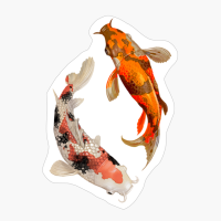 Two Japanese Koi Fish Swimming