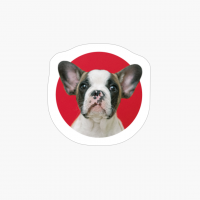 Doggo X Boston Terrier X Funny Dog X Animals