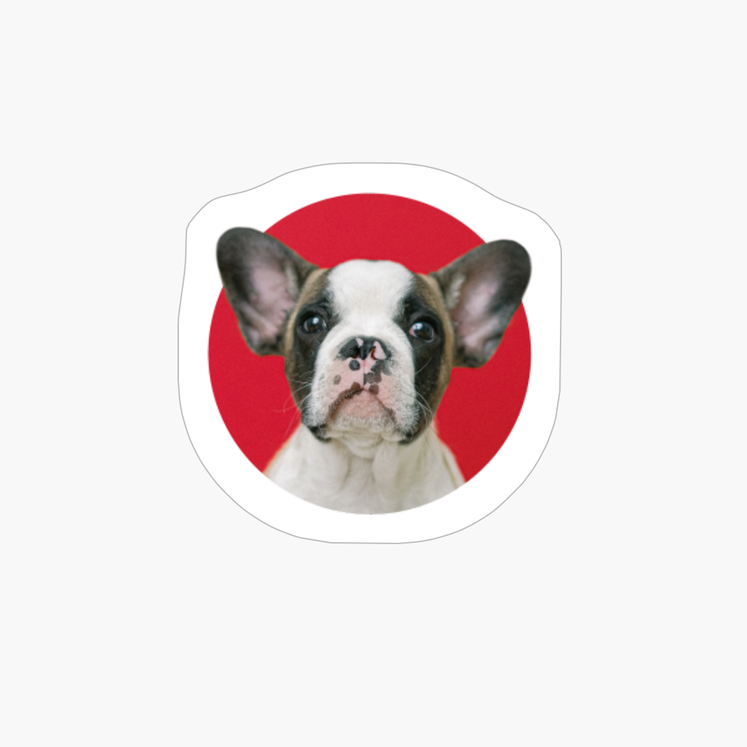 Doggo X Boston Terrier X Funny Dog X Animals