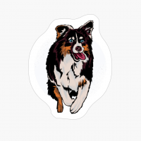 Australian Shepherd Owner