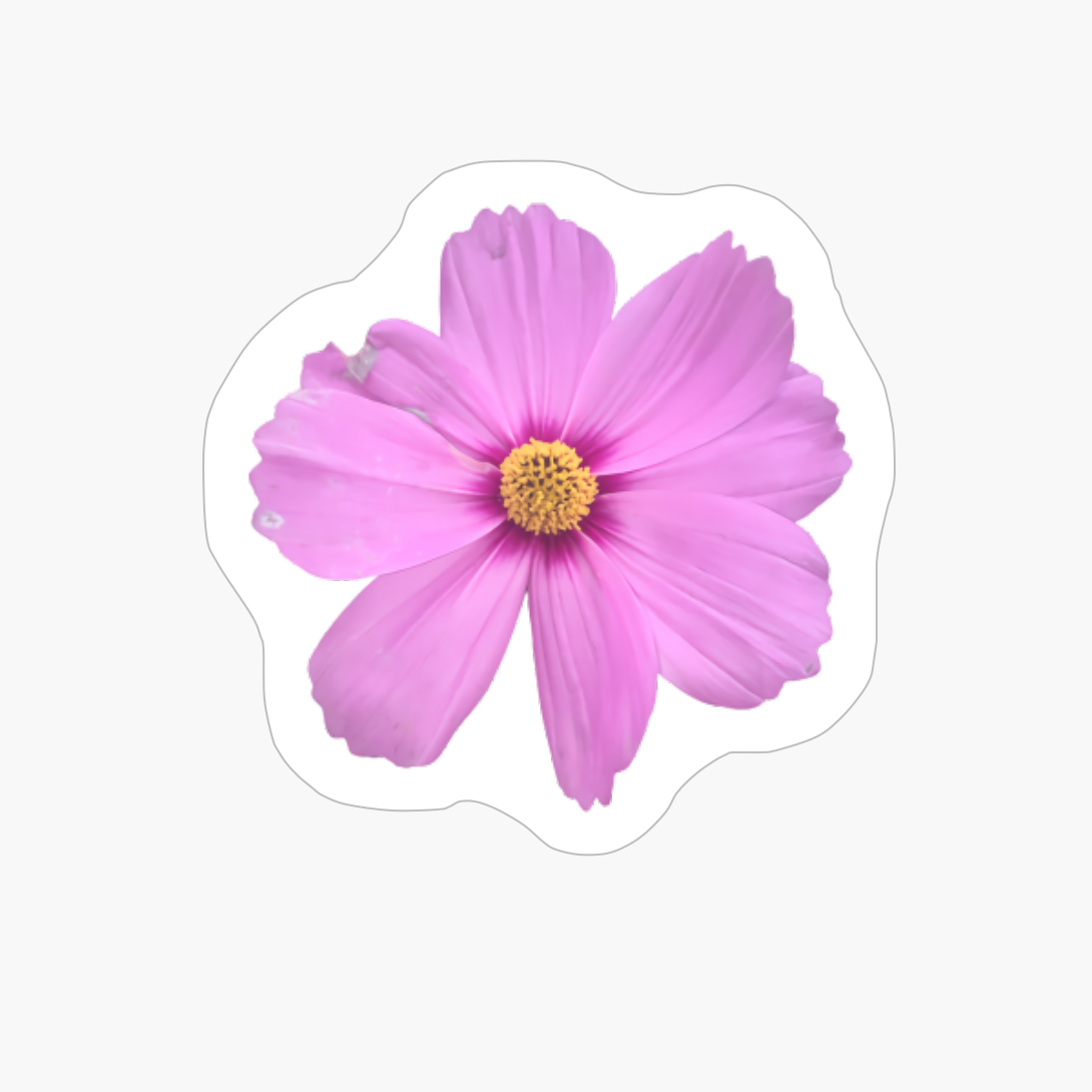 Pink Flower And More