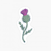 Scottish Thistle