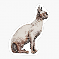 Sphynix Cat, Hairless Cat