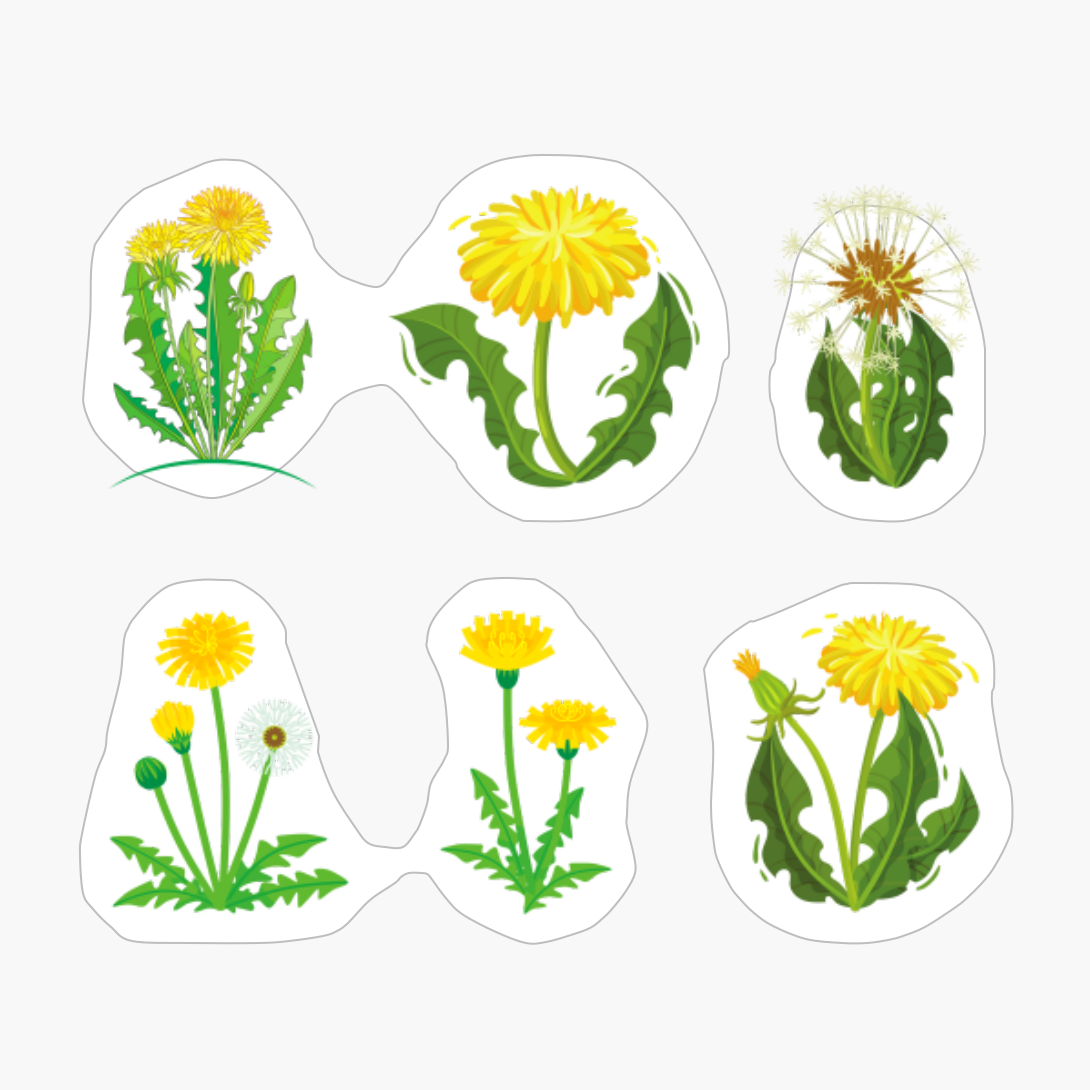 Dandelion Flower Pack