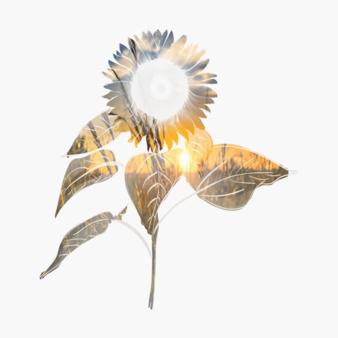 Sunset Through Sunflower