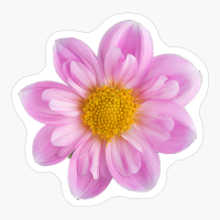 Frilly Feminine Pink Dahlia With Yellow Center Rosy Wings