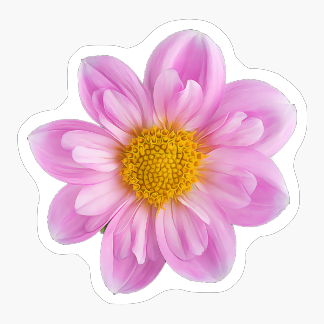 Frilly Feminine Pink Dahlia With Yellow Center Rosy Wings