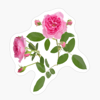 Two Bright Pink Rose