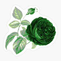 Aromantic Pride Vintage Flower And Leaves