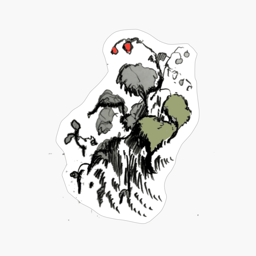 Botanical Illustration Of A Tropical Begonia Plant Sketch Of The Green Leafs And Flowers By Manuelunsui